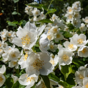 Sweet Mockorange Shrub (BR/2-3')