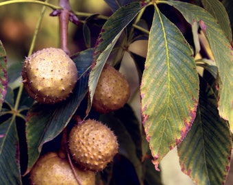 Ohio Buckeye Tree (GT/2-3')