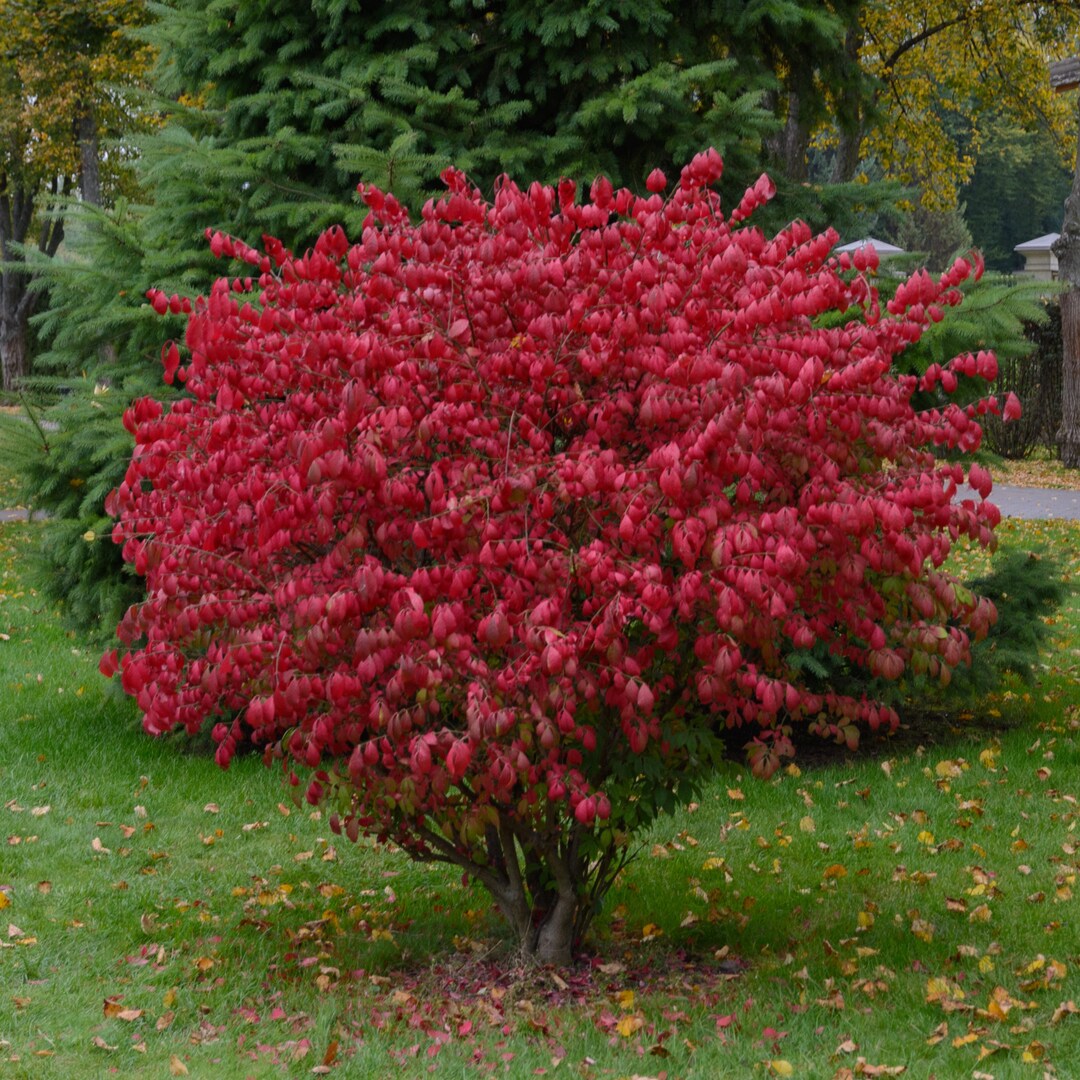 Dwarf Burning Bush GT/1-2' - Etsy