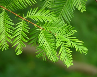 Dawn Redwood Tree (GT/1-2')