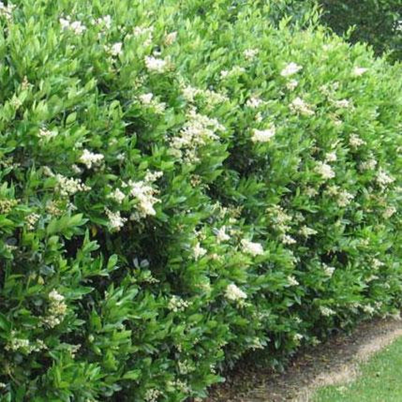 Бирючина японская (Ligustrum japonicum)12 шт