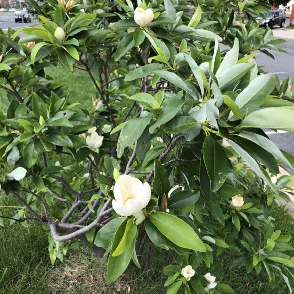 Sweetbay Magnolia Flowering Tree 23' Etsy