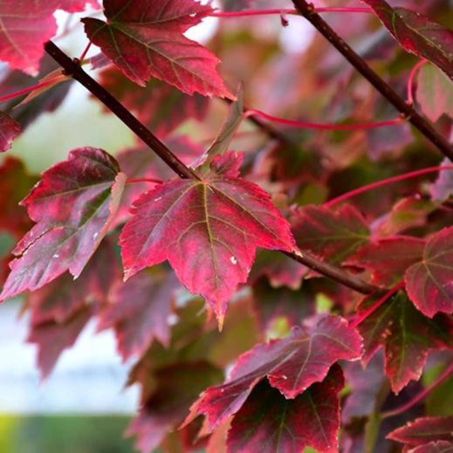Brandywine Maple Shade Tree 34' Red to Purple Stunning Etsy