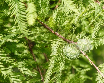 Bald Cypress Conifer (GT/2-3')