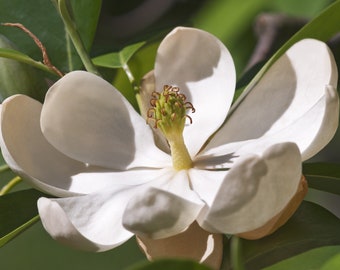Sweetbay Magnolia (BR/1-2')