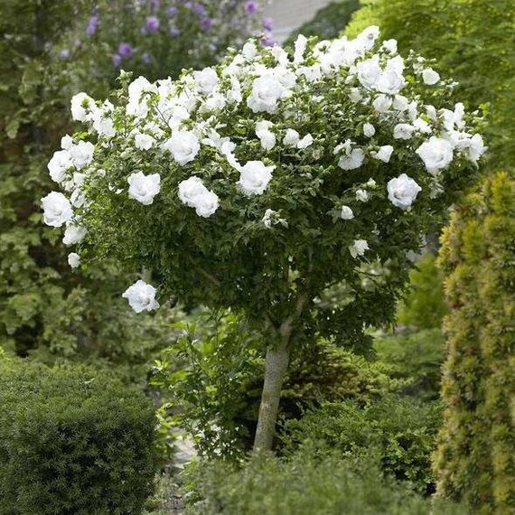 Double Bloom Rose Of Sharon Hibiscus Shrub White Althea 1 2 Bushes Shrubs Plants Seedlings