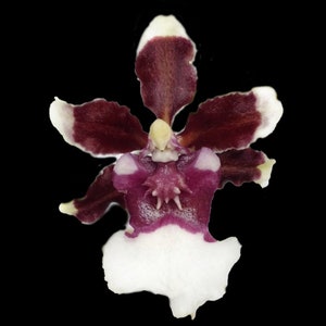 Onc. Heaven Scent &#39;Redolence&#39; --  Sharry Baby Improved EZ grow, chocolate fragrance, cool and warm tolerant. NOT in-bud/bloom when shipped