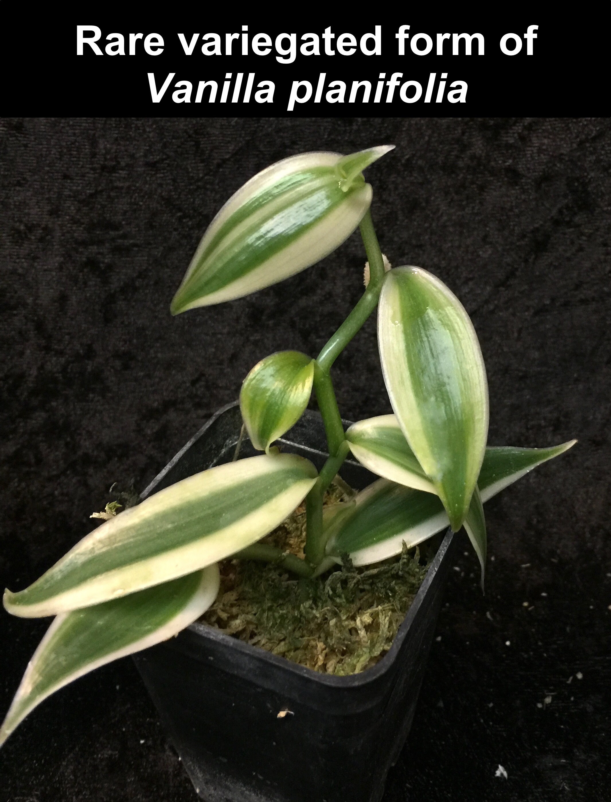 Vanilla planifolia rare variegated form – yes, vanilla flavor comes f…