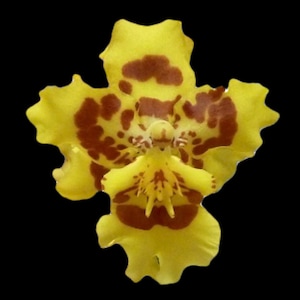Wilsonara Pacific Passage ‘Peach Cobbler’ – impressive yellow blooms with reddish patterning, easy to grow, NOT in-bud/bloom when shipped