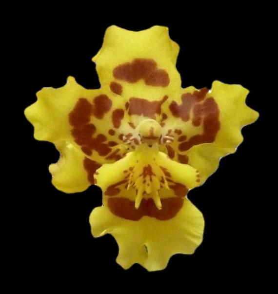 Wilsonara Pacific Passage 'peach Cobbler' – Impressive Yellow