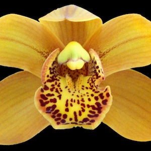 Cymbidium Enzan Forest &#39;Majolica&#39; - beautiful orange blooms, vigorous easy to grow (NOT in-bud/bloom when shipped)