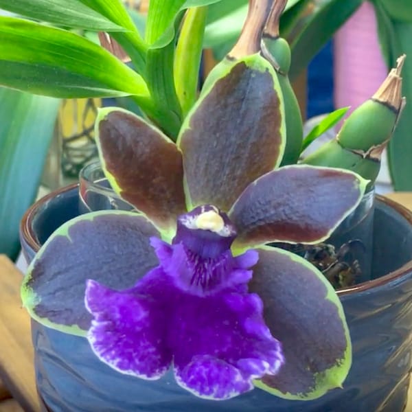 Orchid Insanity --Zba. Dragon Kitten 'Purr' -- adorable fragrant blooms easy to grow (NOT in bud/bloom when shipped)