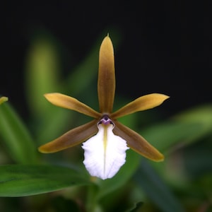 Dinema polybulbon – miniature orchid species, fragrant blooms, perfect for terrariums vivariums easy to grow NOT in bud/bloom when shipped