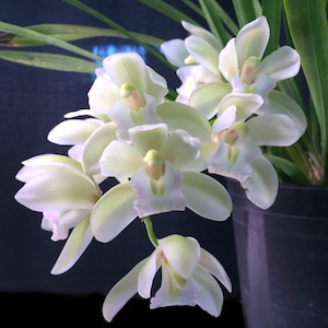 Orchid Insanity - Sarah Jean 'Ice Cascade' - white cascading blooms compact Cymbidium classic (NOT in bloom when shipped)