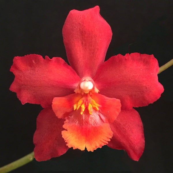 Wils. Red Stars ‘Rooster’ – deep red flowers, easy to grow, cosmetically challenged seedling size, with new growths (not in bud/bloom)