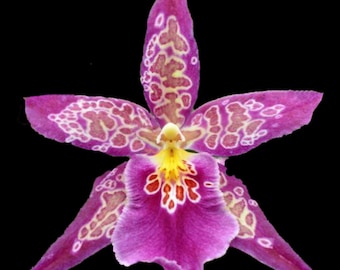 Bllra. Pacific Matriarch purple blooms easy orchid (NOT in-bud/bloom when shipped)