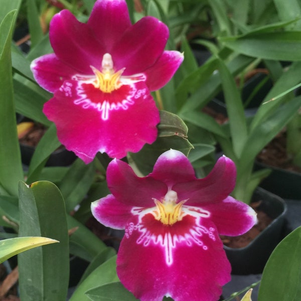 Orchid Insanity -Miltoniopsis Bert Field - Fragrant crimson scarlet blooms Pansy Orchid Seedling Size,EZ grow, NOT in Bloom/Bud When Shipped