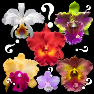 Cattleya orchids mystery/NoID huge variety fantastic colors and patterns, most fragrant bloom, easy to grow  (NOT in Bloom/Bud when shipped)
