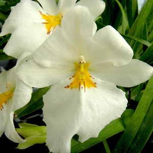 Orchid Insanity -Miltoniopsis Golden Snows - Fragrant White Flowers Pansy Orchid Seedling Size,EZ grow, NOT in Bloom/Bud When Shipped