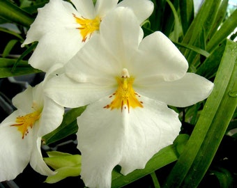 Orchid Insanity -Miltoniopsis Golden Snows - Fragrant White Flowers Pansy Orchid Seedling Size,EZ grow, NOT in Bloom/Bud When Shipped