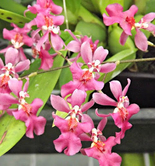 Onc. Twinkle 'Pink Profusion' -- Fragrant blooms! Tiny plant …