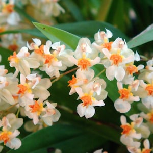 May include: A cluster of white orchids with orange centers. The orchids are in bloom and have delicate petals.