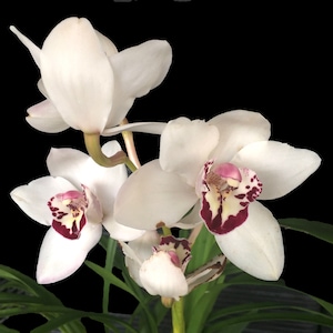 Cym Vanessa Amorosi -- warm tolerant Cymbidium orchid fall bloomer easy to grow and bloom (NOT in-bud/bloom when shipped)