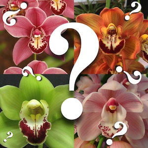 Cymbidium mystery/random seedlings for patient orchid growers huge variety, no ID tags