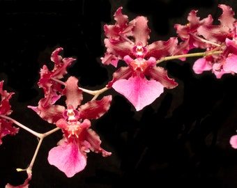 Orchid Insanity -- Oncidium Sharry Baby -- CHOCOLATE Fragrance very popular, easy to grow and bloom! NOT in bud/bloom when shipped