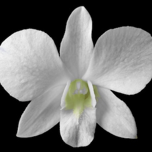 Dendrobium pure white flower nobile-type hybrid orchid easy to grow hardy vigorous long-lasting blooms (not in-bud/bloom when shipped)