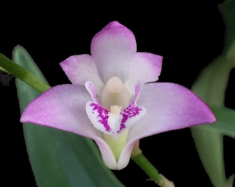 Orchid Insanity - Den kingianm - The Easiest Orchid on Earth Fragrant Blooms Compact, keiki/cane/offshoots NOT in Bloom When Shipped