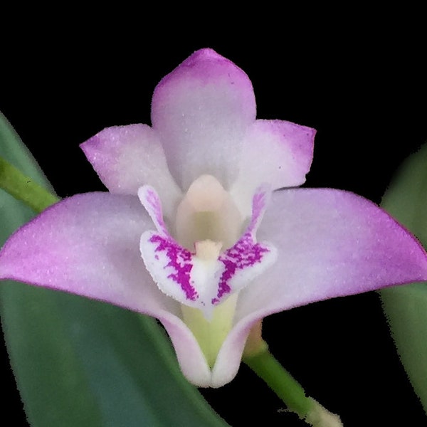 Orchid Insanity - Den kingianm - The Easiest Orchid on Earth Fragrant Blooms Compact, keiki/cane/offshoots NOT in Bloom When Shipped