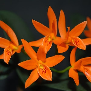 Cattleya aurantiaca -- hardy very ez to grow orchid species, cute deep orange blooms (NOT in-bud/bloom when shipped)