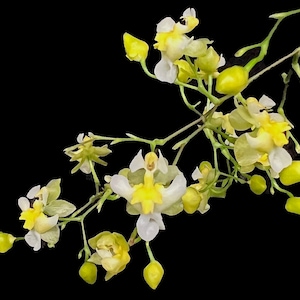 Onc Gold Dust -- Onc Twinkle-hybrid miniature fragrant easy to grow (NOT in-bud/bloom when shipped)
