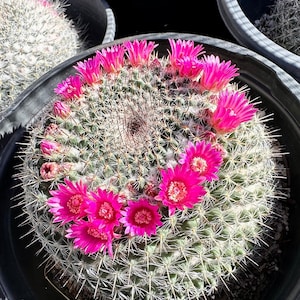 Mammillaria hahniana
