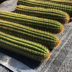 Golden Torch Cactus “Cuttings” (Trichocereus Spachiana) &quot;Tops&quot; 10-11in cuttings (Super Thick and healthy) White Flowers Echinopsis Spachiana