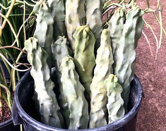 3 Pack- Totem Pole Cactus (Pachycereus forma mieckleyanus) Cuttings 11-12in "Easy to root" "Live Cactus"