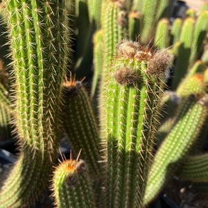 Red Torch (3 pack) Cuttings Echinopsis Huascha Cuttings