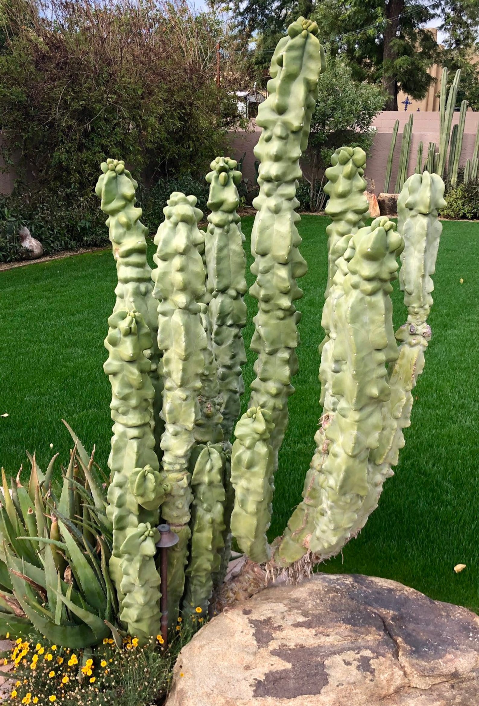 Totem Pole Cactus For Sale