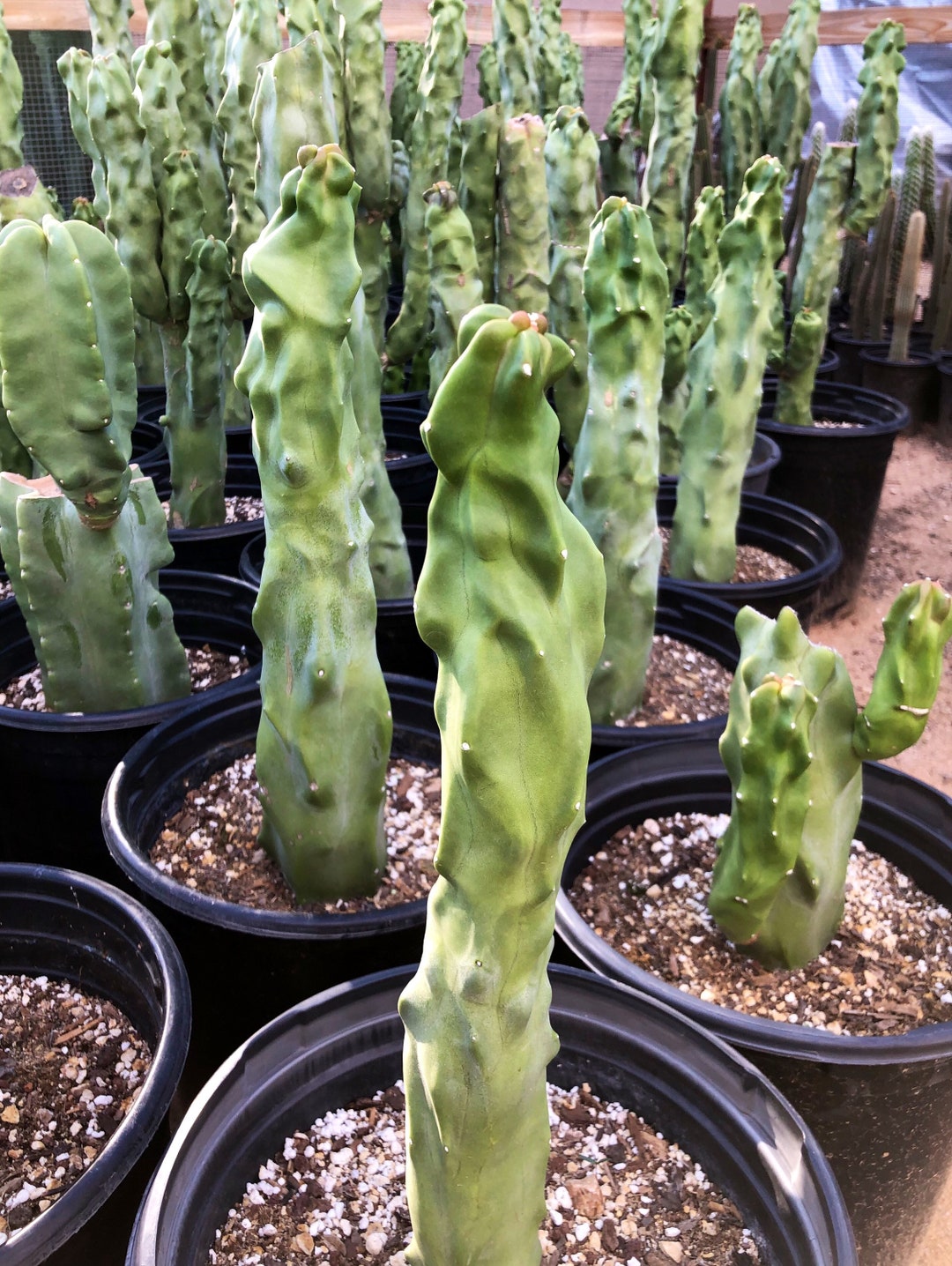 Totem Pole Cactus For Sale