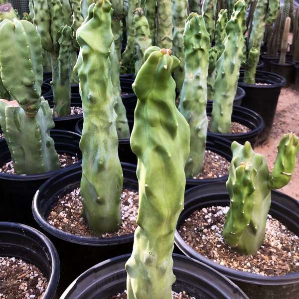 Totem Pole Cactus (Pachycereus forma mieckleyanus) “Cuttings” 11-13in "Easy to root" "Live Cactus"