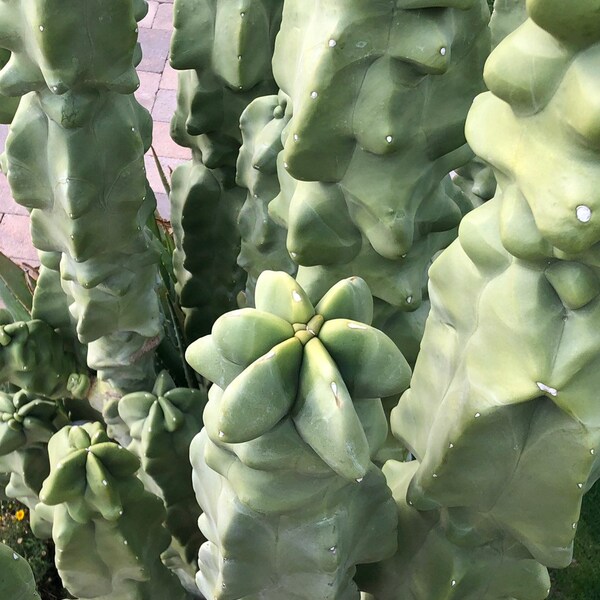 Totem Pole Cactus 12-13in “Cuttings” (Tops) “Thick, clumpy, healthy “Pachycereus Schottii F. Monstrosus Major”