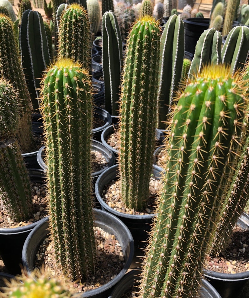 Golden Torch Cactus Cuttings Trichocereus Spachiana | Etsy