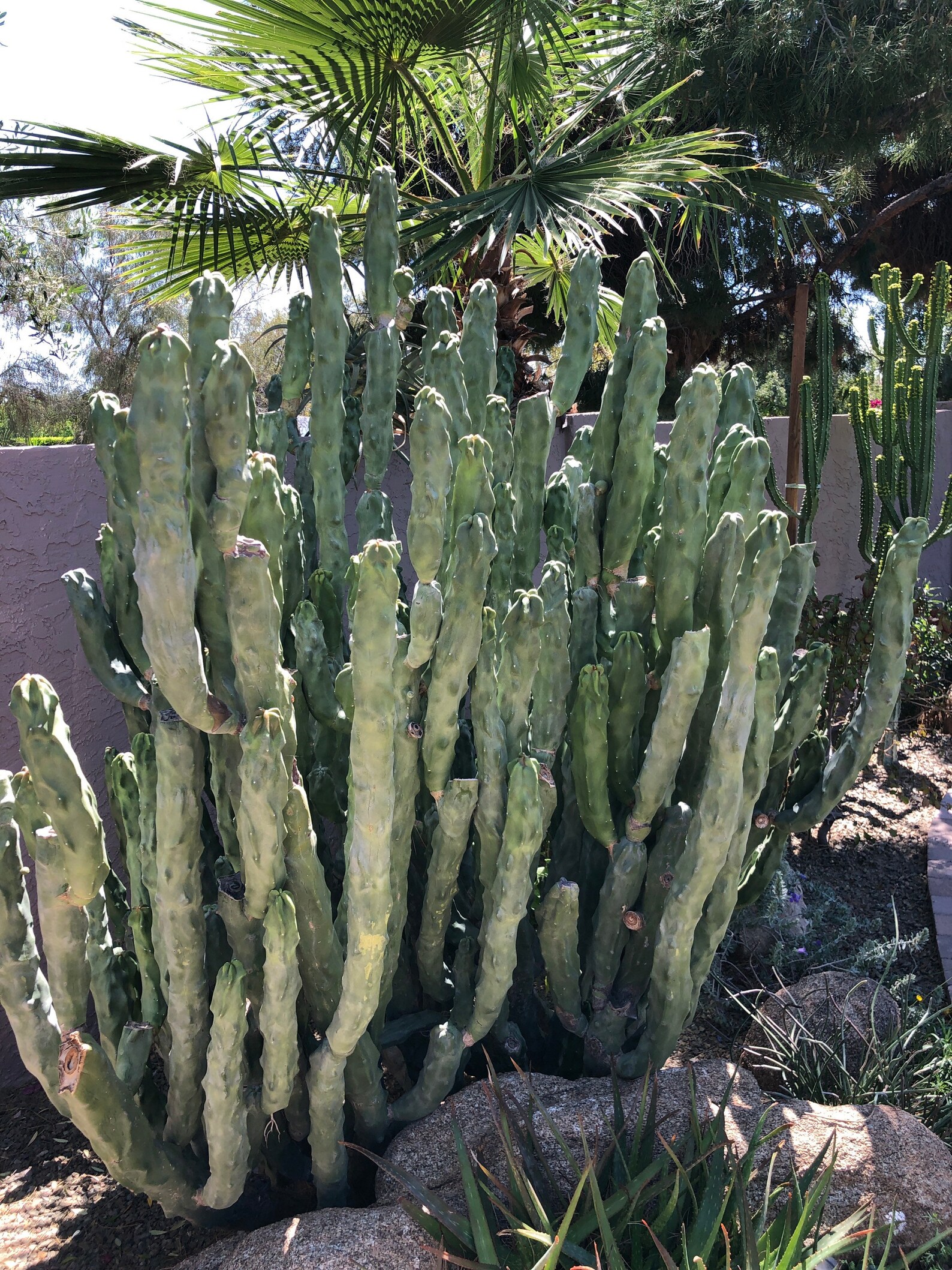 Totem Pole Cactus For Sale