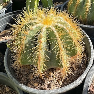 Parodia Magnifica “Balloon Cactus” Live Cactus