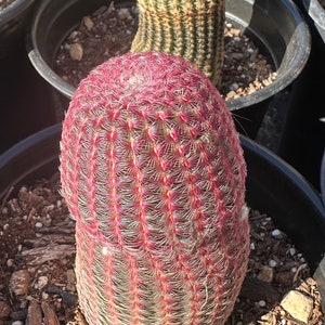 Echinocereus Rigidissumus “Rainbow Cactus”