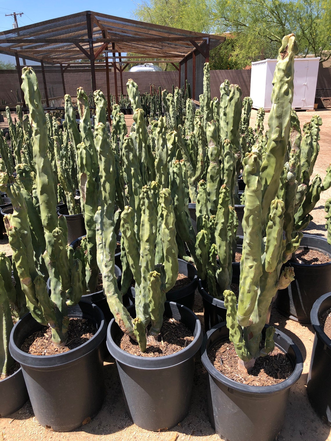 Totem Pole Cactus For Sale