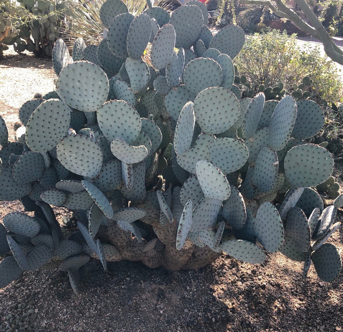 5 Paddles Opuntia Rufida blind Prickly Pear Cactus 5 Paddle Etsy UK