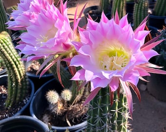 Echinopsis Diehl's Hybrid 1 gallon Live Cactus