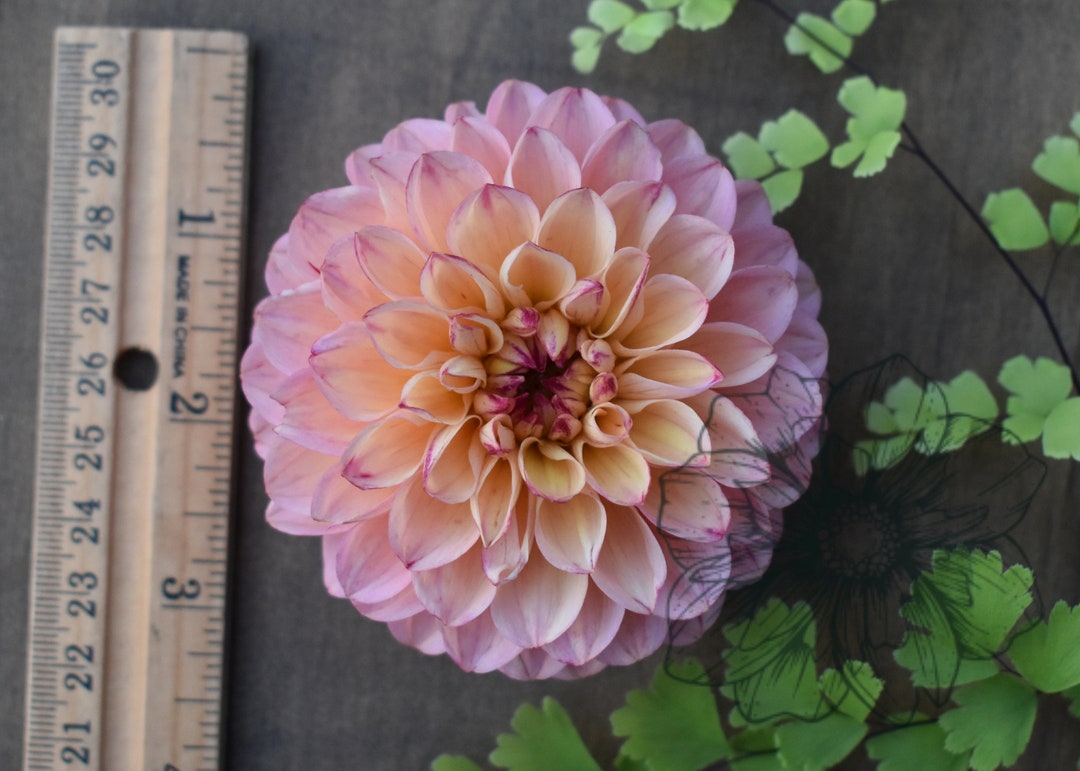 Wineeyed Jill Yellow Dahlia Tuber Etsy